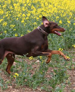 AY3V9702Doberman Pinscher