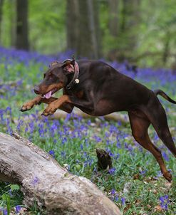 AY3V9373Doberman Pinscher