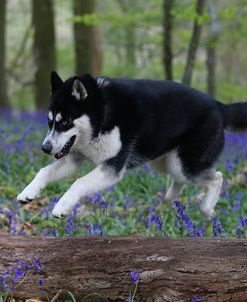 AY3V9475Siberian Husky