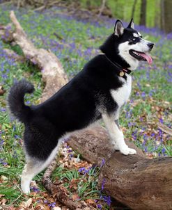 AY3V9489Siberian Husky