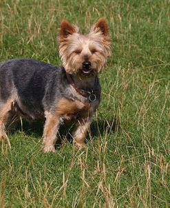 CQ2R0124Terrier – Yorkshire