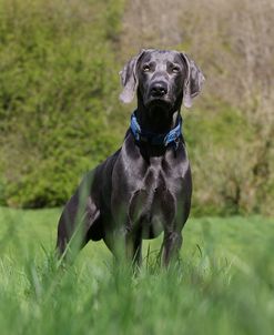 CQ2R0130Weimaraner