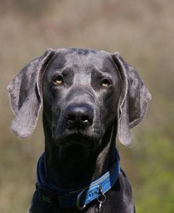 CQ2R0152Weimaraner