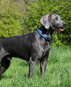 CQ2R0172Weimaraner