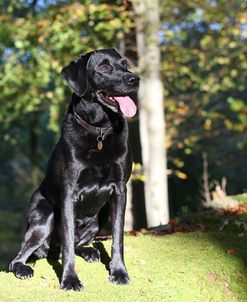 CQ2R0179Retriever – Black Labrador