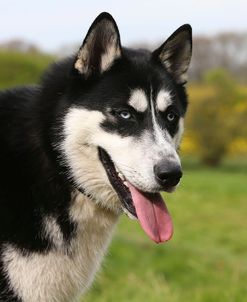 AY3V9853Siberian Husky