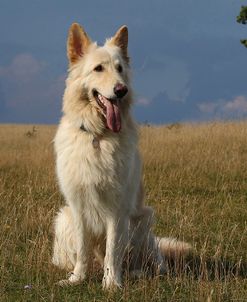 CQ2R0348Shepherd – German