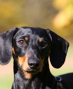 CQ2R0431Dachshund – Smooth-haired Miniature