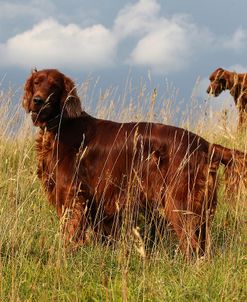 CQ2R0438Setter – Irish Red