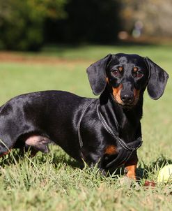 CQ2R0443Dachshund – Smooth-haired Miniature