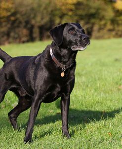 CQ2R0198Retriever – Black Labrador