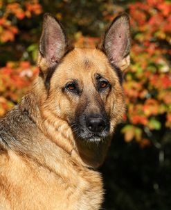 CQ2R0245Shepherd – German