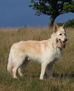 CQ2R0310Shepherd – German