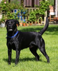 CQ2R0506Retriever – Black Labrador