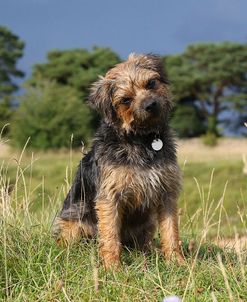 CQ2R0508Terrier – Border