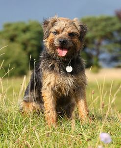 CQ2R0518Terrier – Border