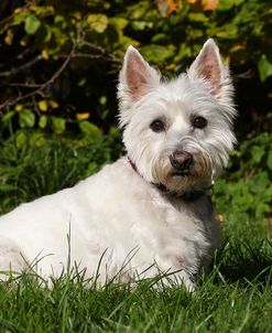 CQ2R0553Terrier – West Highland White