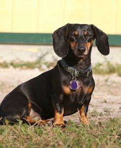 CQ2R0555Dachshund – Smooth-haired Miniature