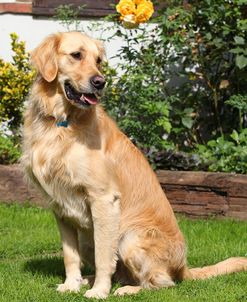 CQ2R0580Retriever – Golden