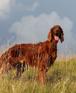 CQ2R0449Setter – Irish Red