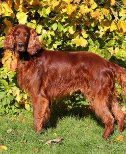 CQ2R0460Setter – Irish Red