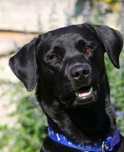 CQ2R0475Retriever – Black Labrador