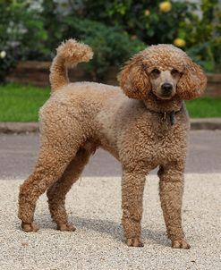 CQ2R0484Poodle – Miniature