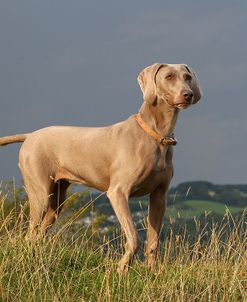 CQ2R0651Weimaraner