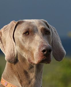 CQ2R0674Weimaraner