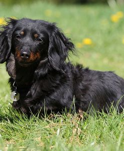 CQ2R1065Dachshund – Long-haired Miniature