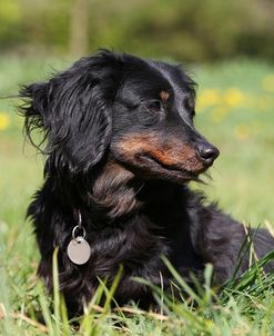 CQ2R1070Dachshund – Long-haired Miniature