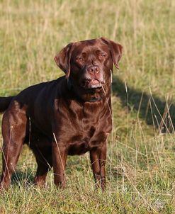 CQ2R1202Retriever – Chocolate Labrador