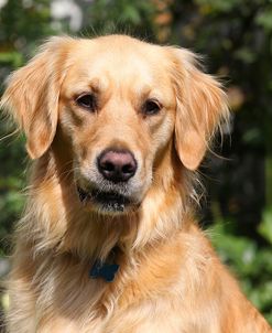 CQ2R0583Retriever – Golden