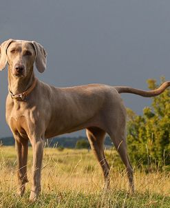 CQ2R0643Weimaraner