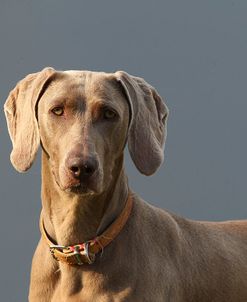 CQ2R0646Weimaraner