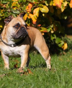 CQ2R0647Bulldog – French