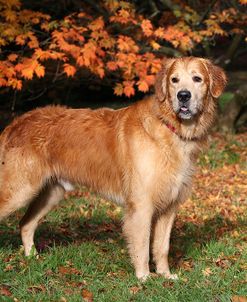 CQ2R1369Retriever – Golden