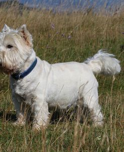 CQ2R1376Terrier – West Highland White