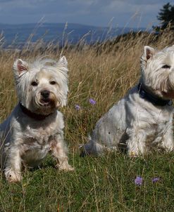 CQ2R1388Terrier – West Highland White