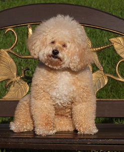 CQ2R1210Poodle – Miniature