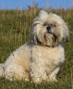 CQ2R1246Shih Tzu