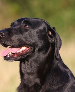 CQ2R1291Retriever – Black Labrador