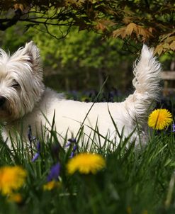 CQ2R1301Terrier – West Highland White