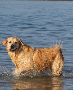 CQ2R5672Retriever – Golden