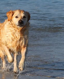 CQ2R5676Retriever – Golden