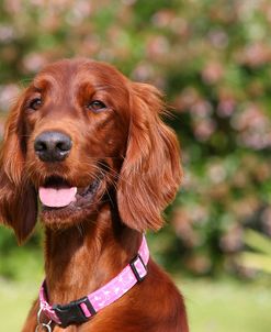 CQ2R5685Setter – Irish Red