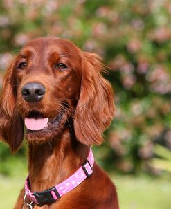 CQ2R5685Setter – Irish Red