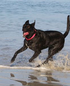 CQ2R5711Retriever – Black Labrador