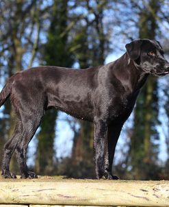 CQ2R5879Retriever – Black Labrador