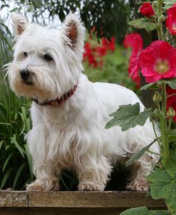 CQ2R5963Terrier – West Highland White